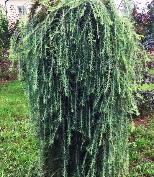 Larix kaempferi 'Stiff Weeper'